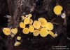voskovička citrónová (Houby), Bisporella citrina (Fungi)